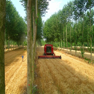 Sistemas Agroflorestais Sustentáveis